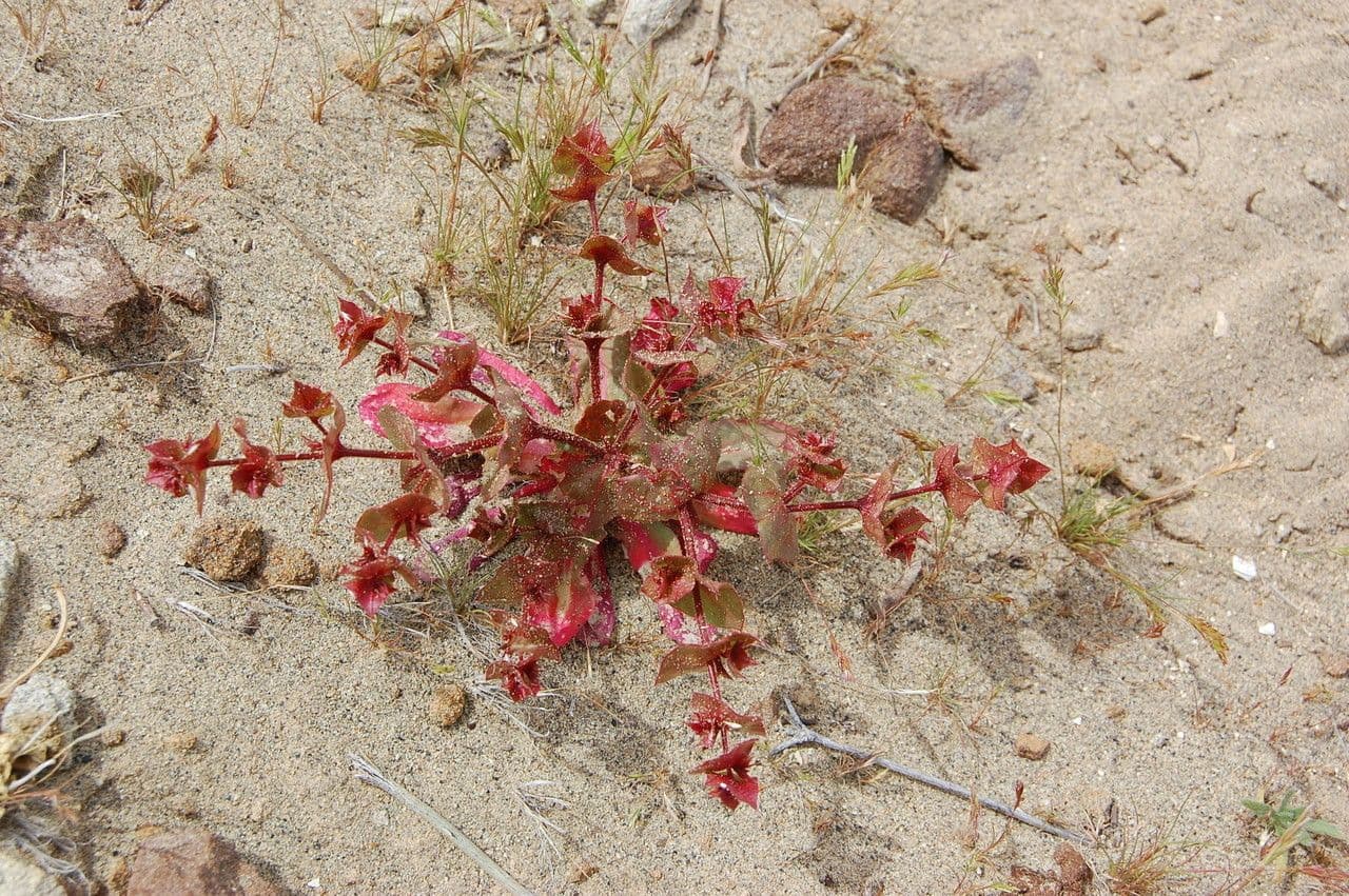 Mucronea perfoliata 3
