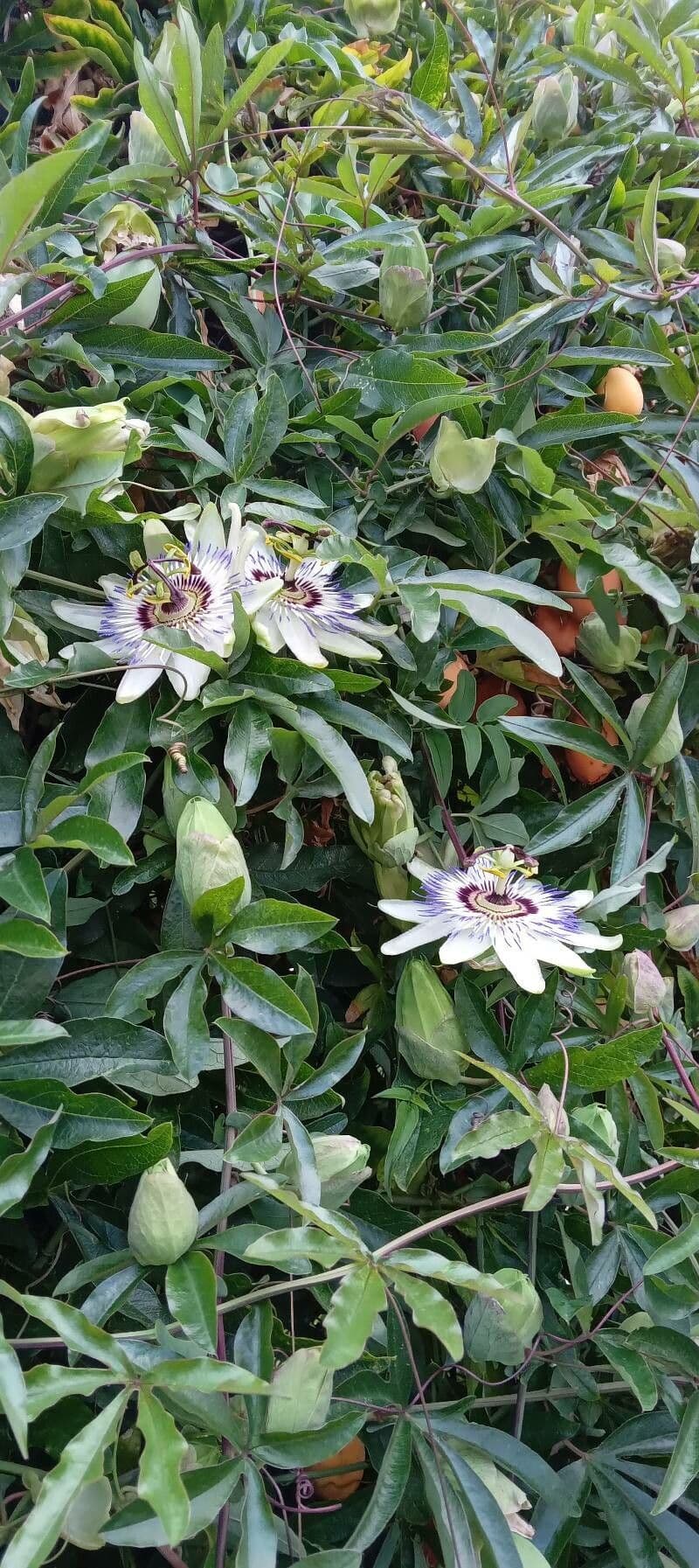 Passiflora azzurra 12