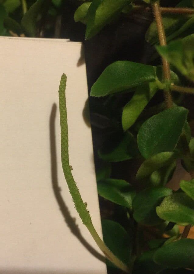 Peperomia 4