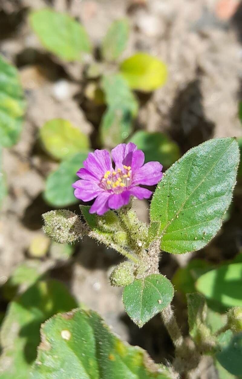 Mirabilis incarnata 5