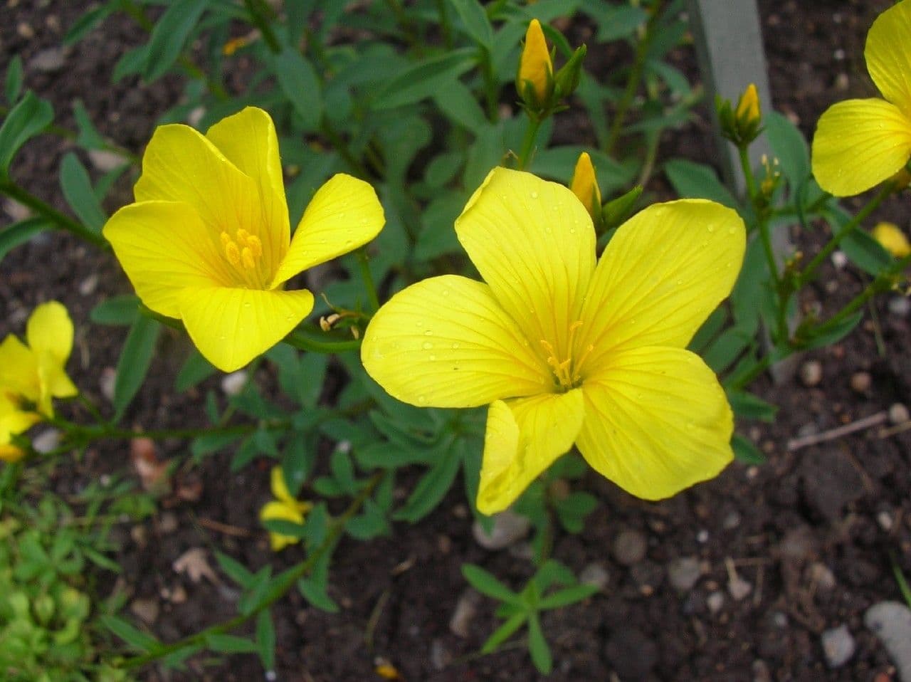 Lino giallo 4