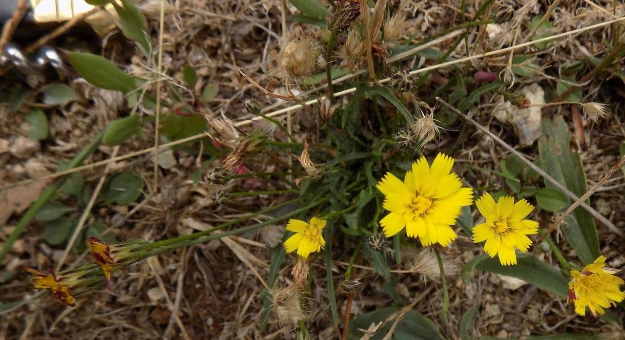 Pilosella