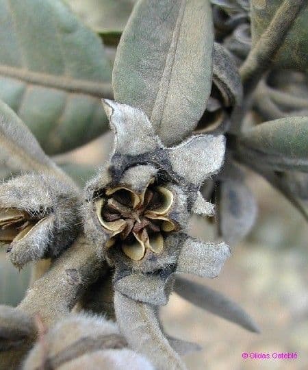 Xanthostemon 18