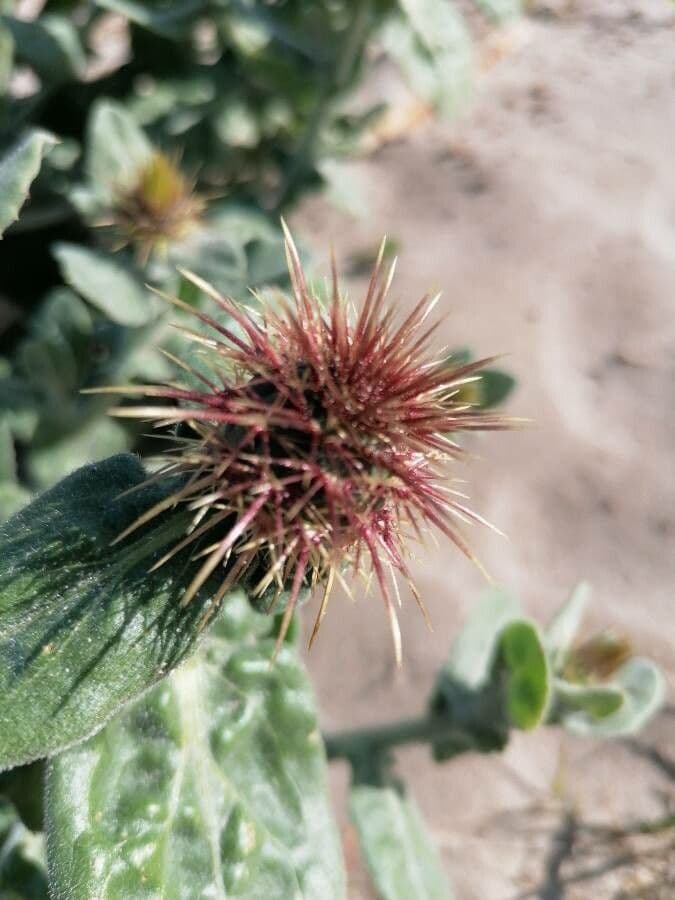 Centaurea 2