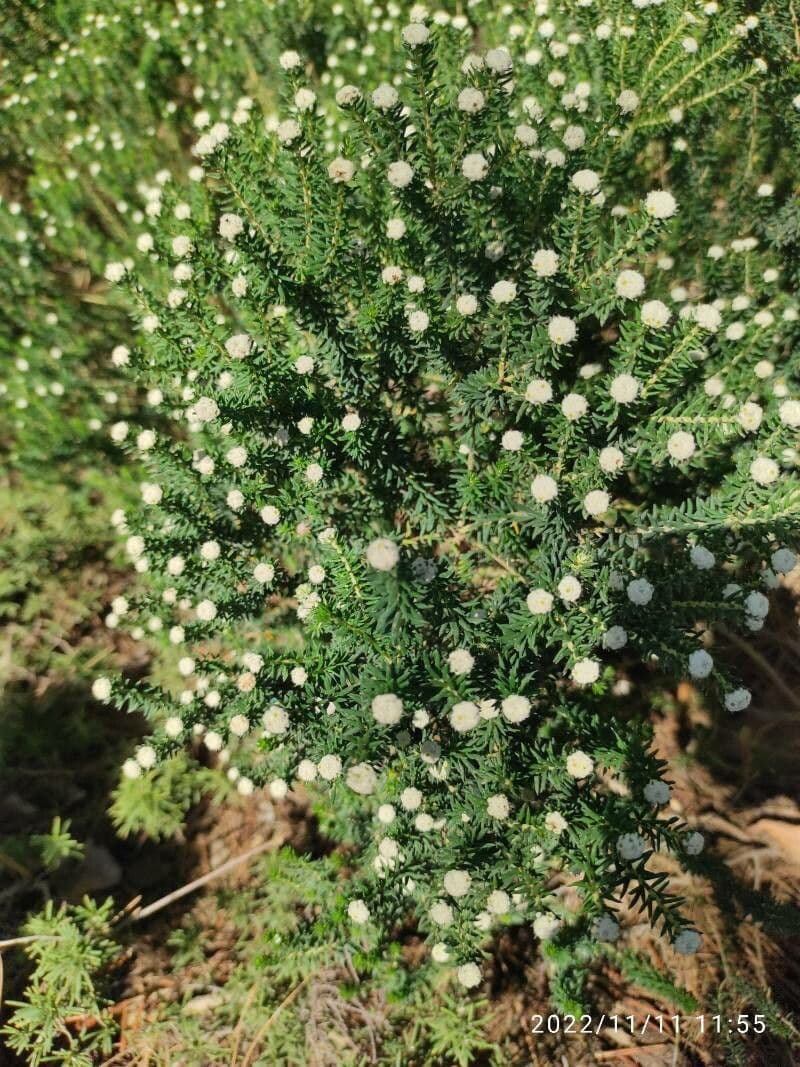 Phylica ericoides 2