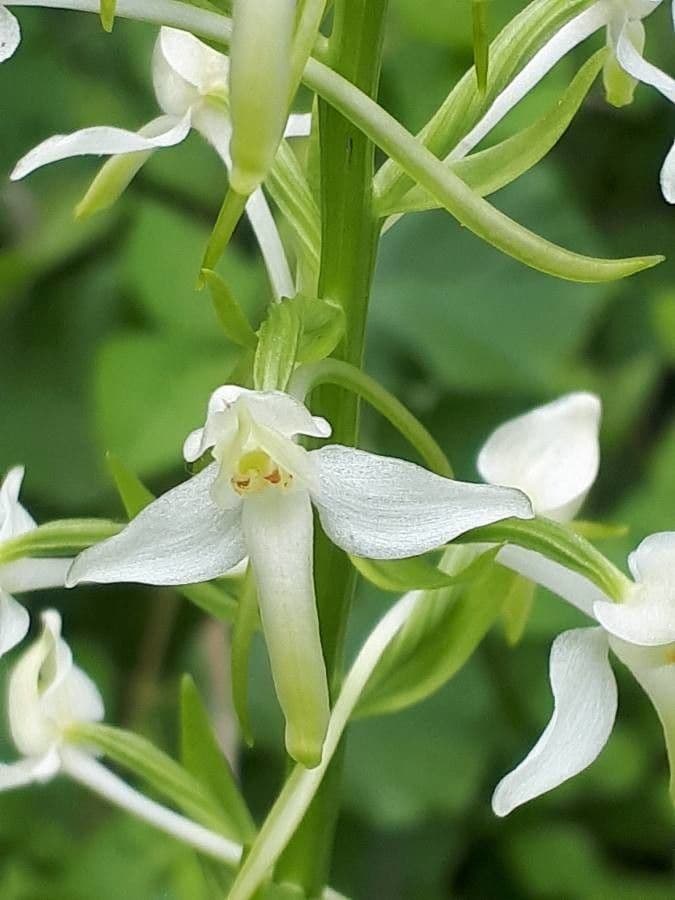 Zweiblättrige Waldhyazinthe 8