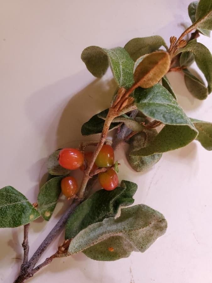 Shepherdia canadensis 5