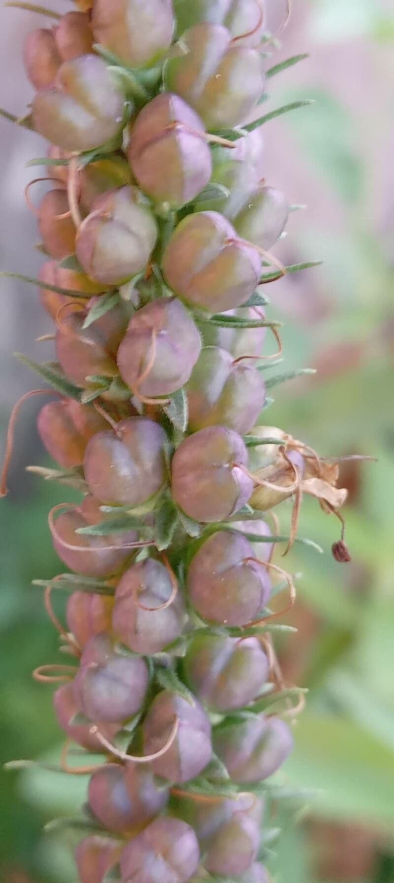 Veronica spigata