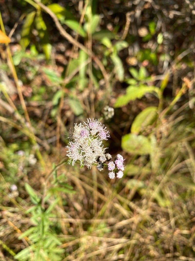 Chromolaena hirsuta