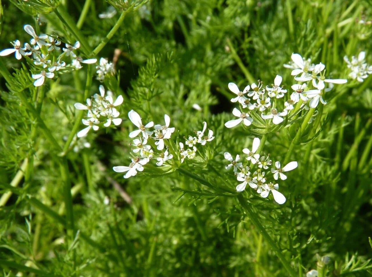 Nadel-Kerbel 8