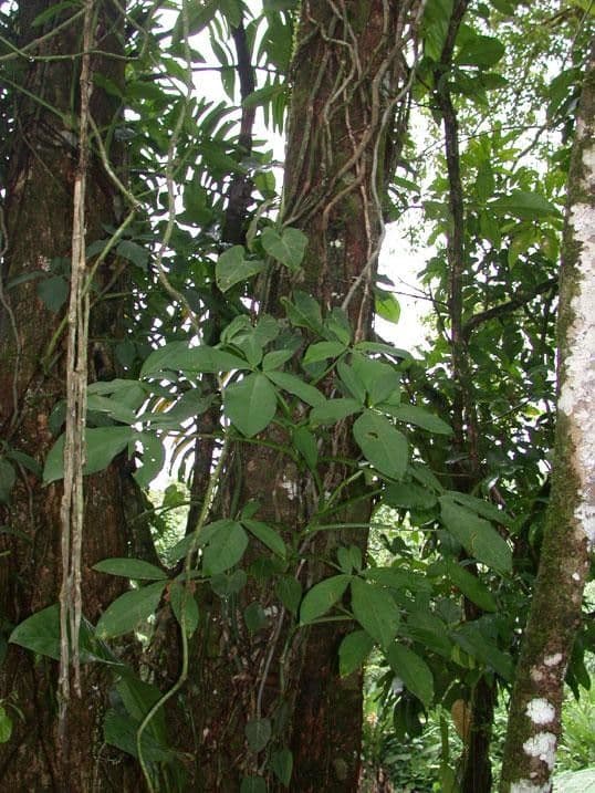 Syngonium 6