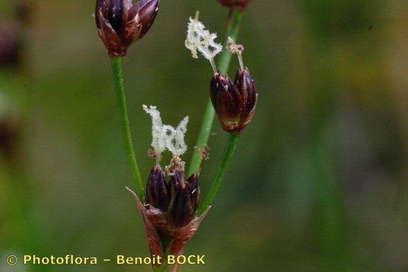 Juncus anceps 3