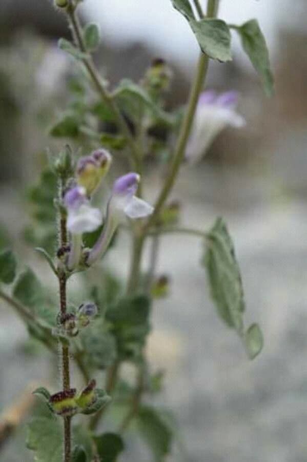 Scutellaria araba