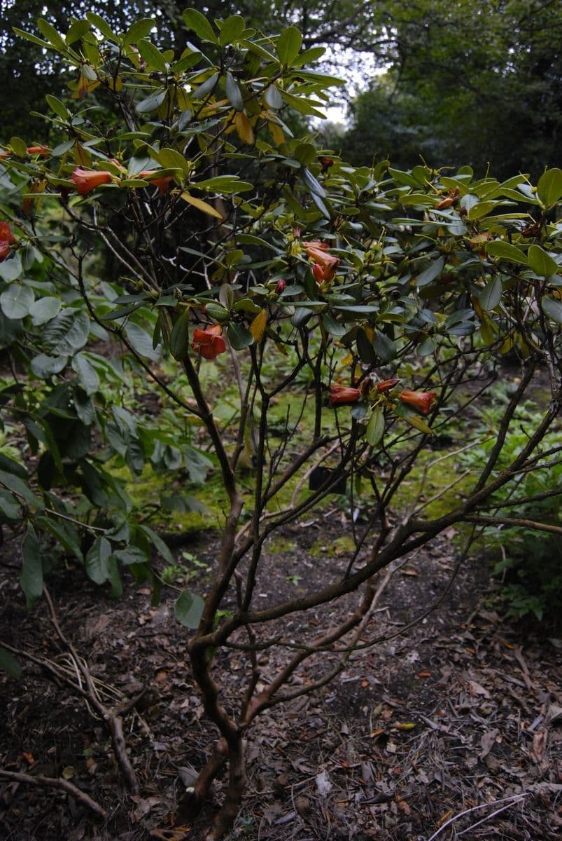 Rododendro 7