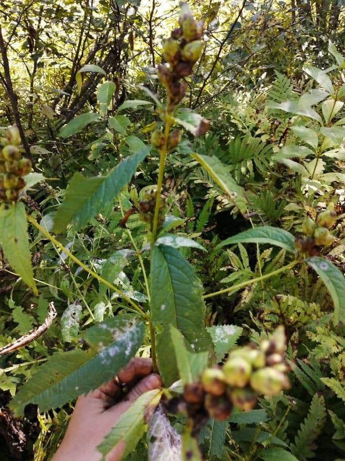Chelone glabra 14