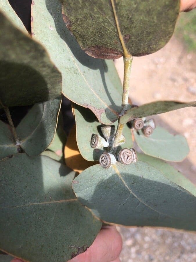 Gunn-Eukalyptus 4
