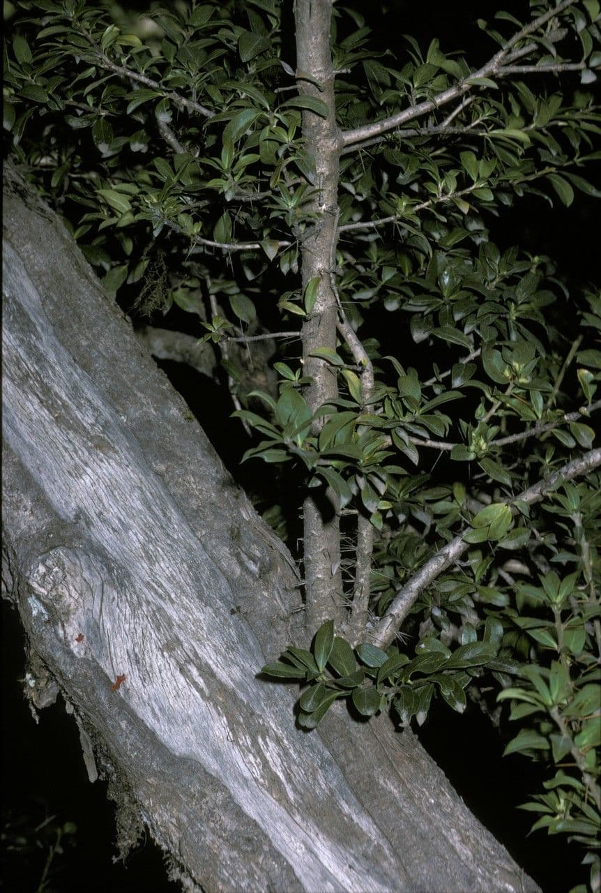 Archidasyphyllum 11