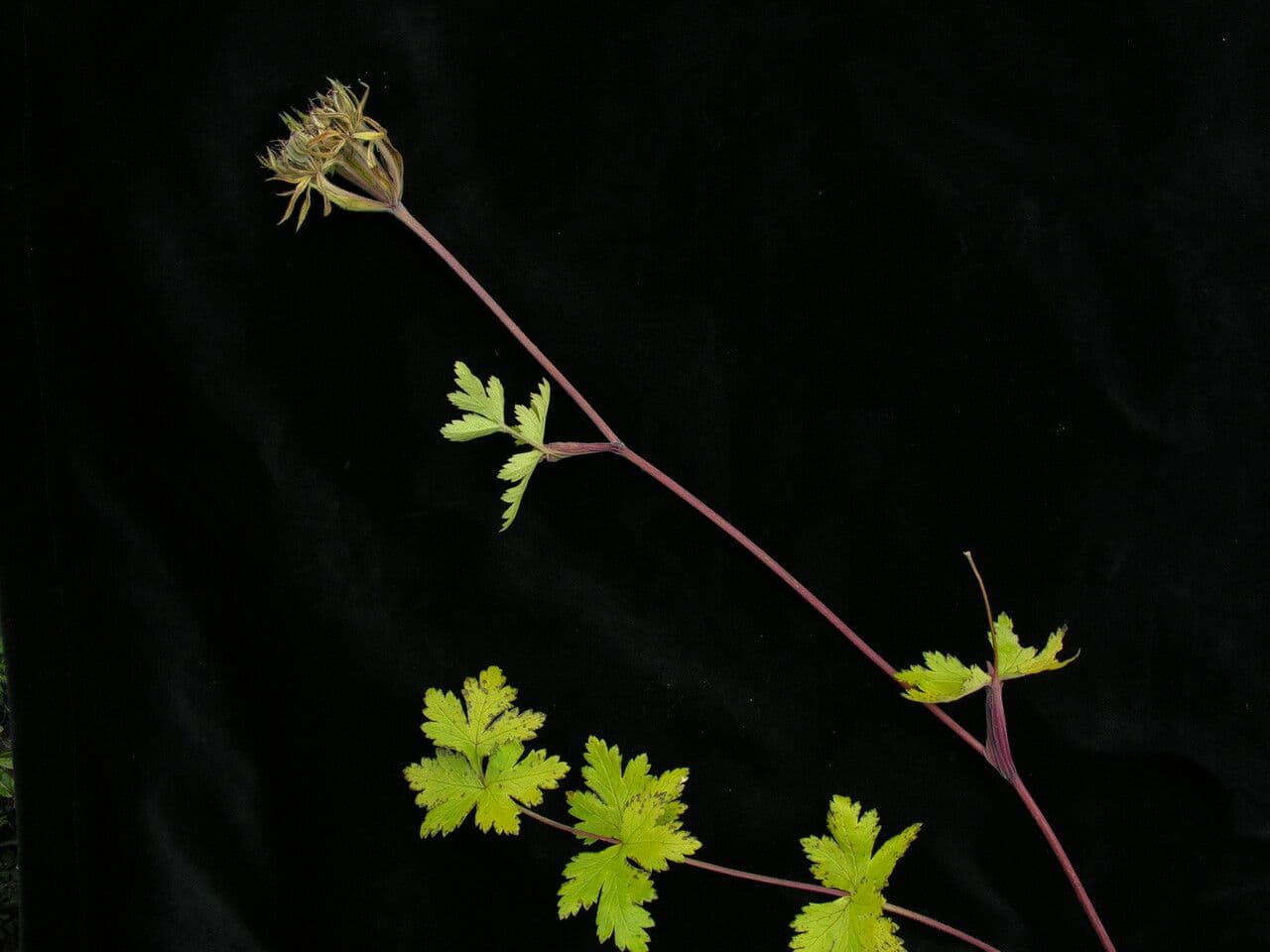 Tordyliopsis 6