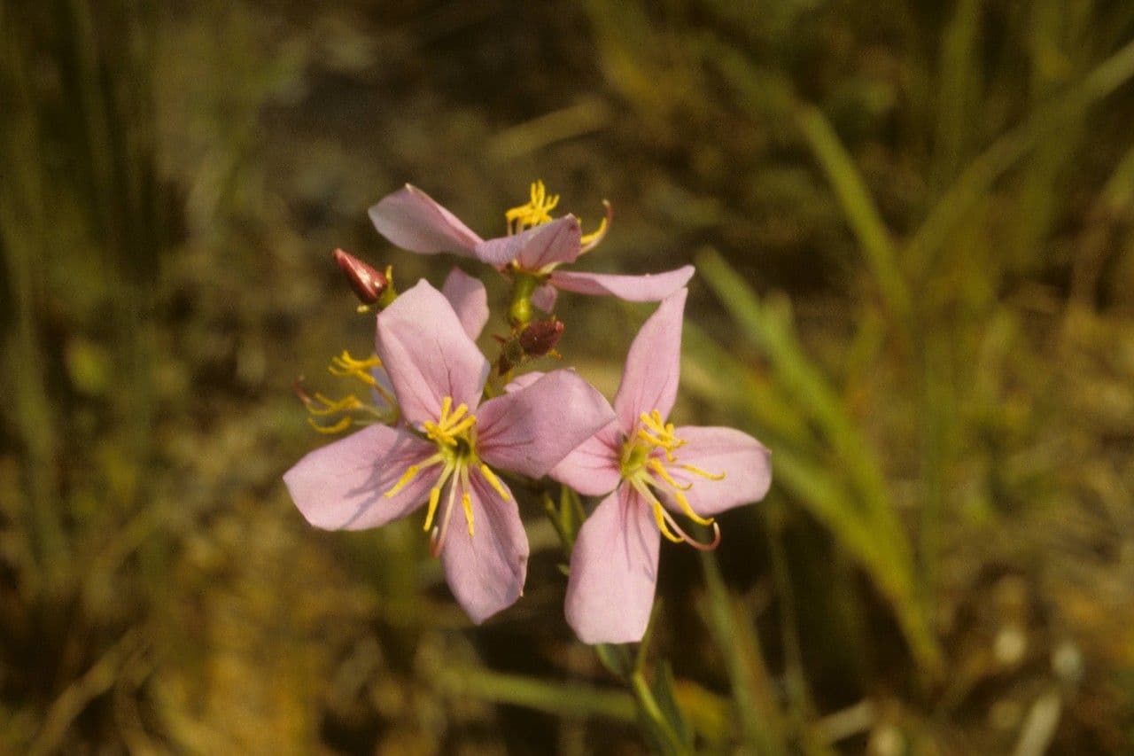Rhexia alifana 5