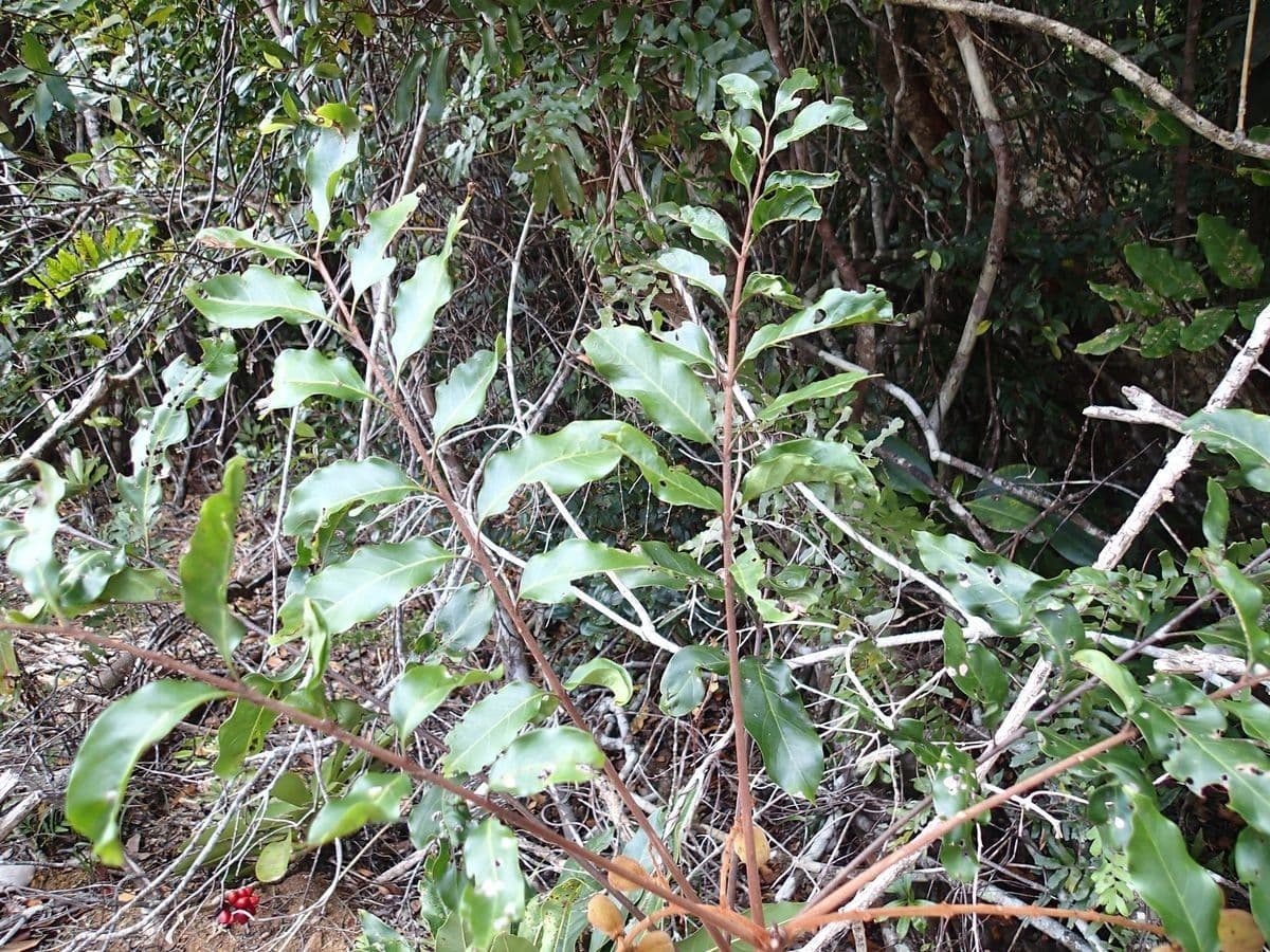 Cupaniopsis 3