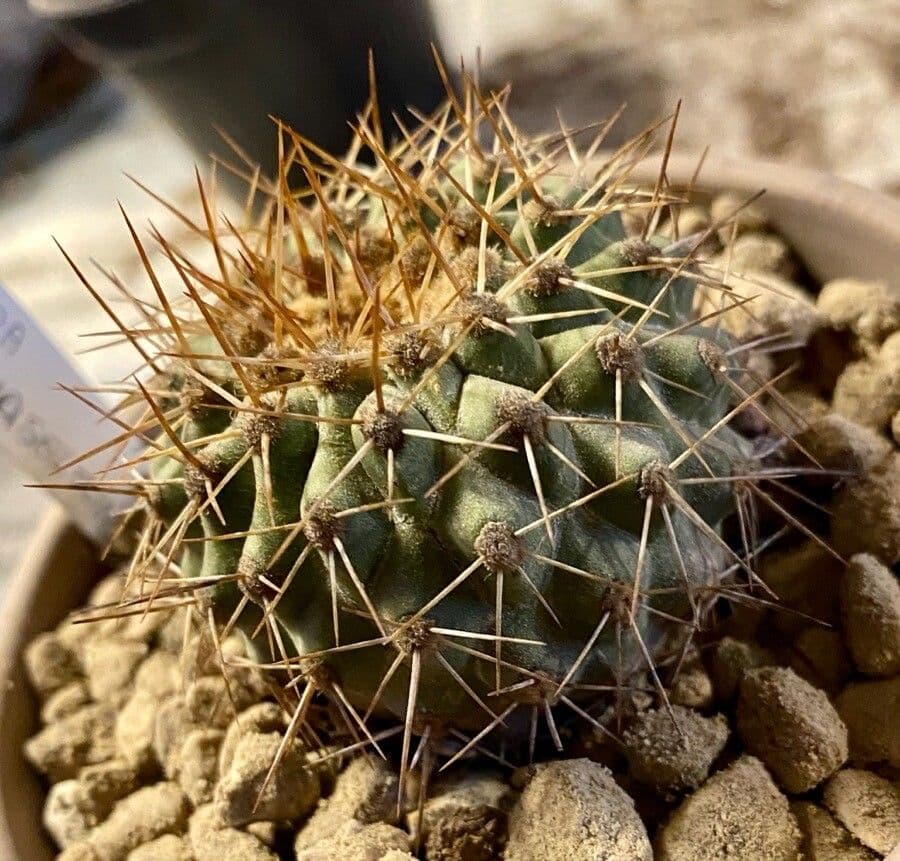 Copiapoa gris 3