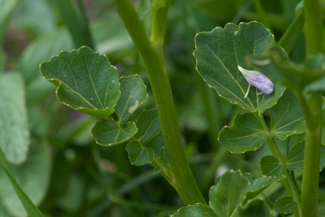 Cardamine raphanifolia 23