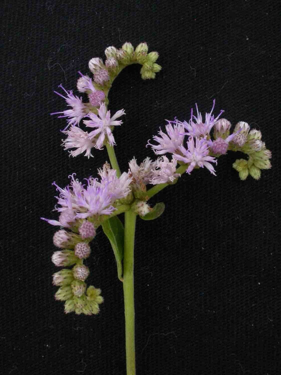 Orchidea scorpione 2