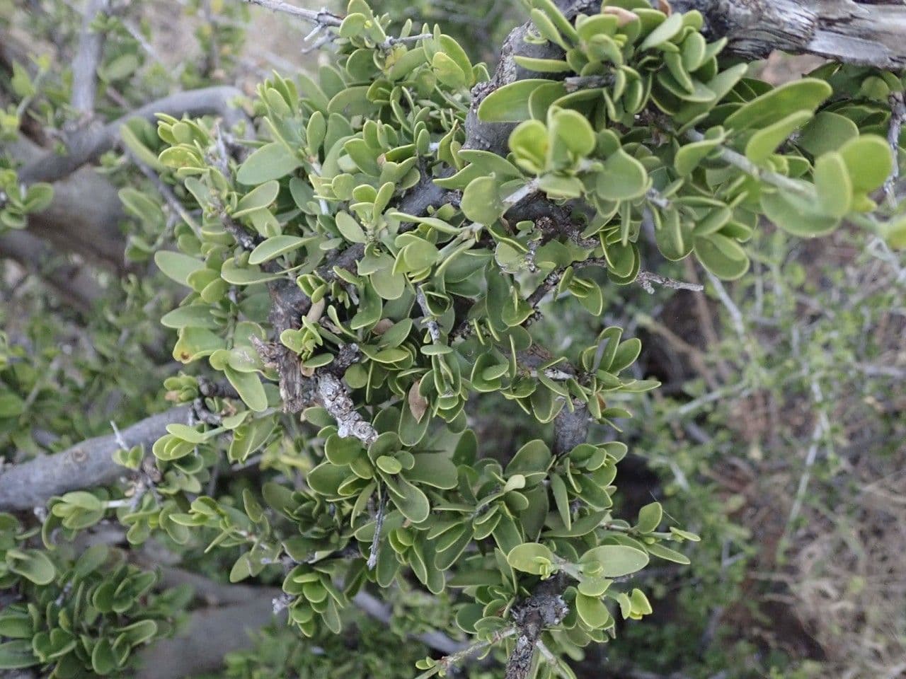Pyrostria 28