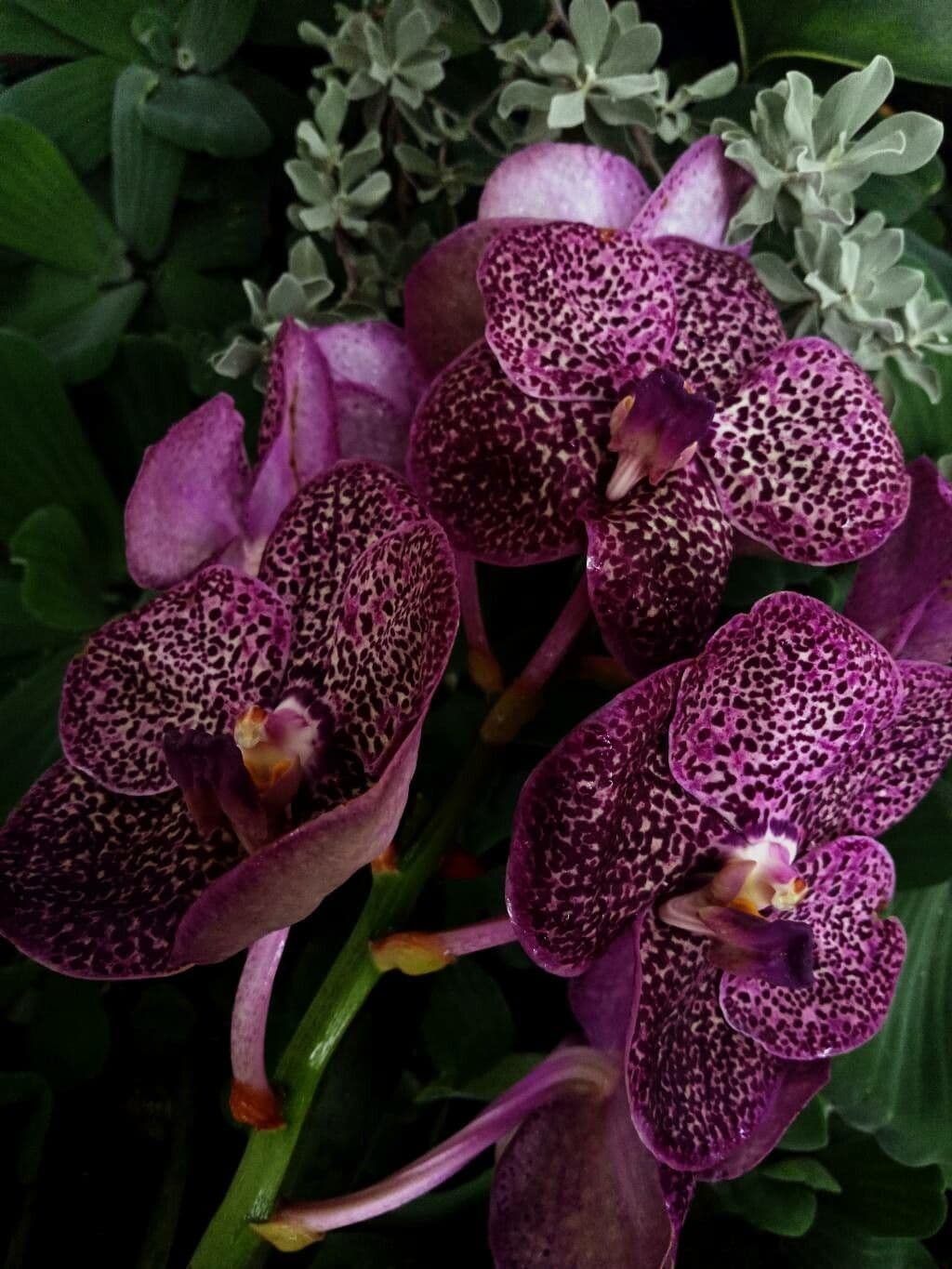 Vanda