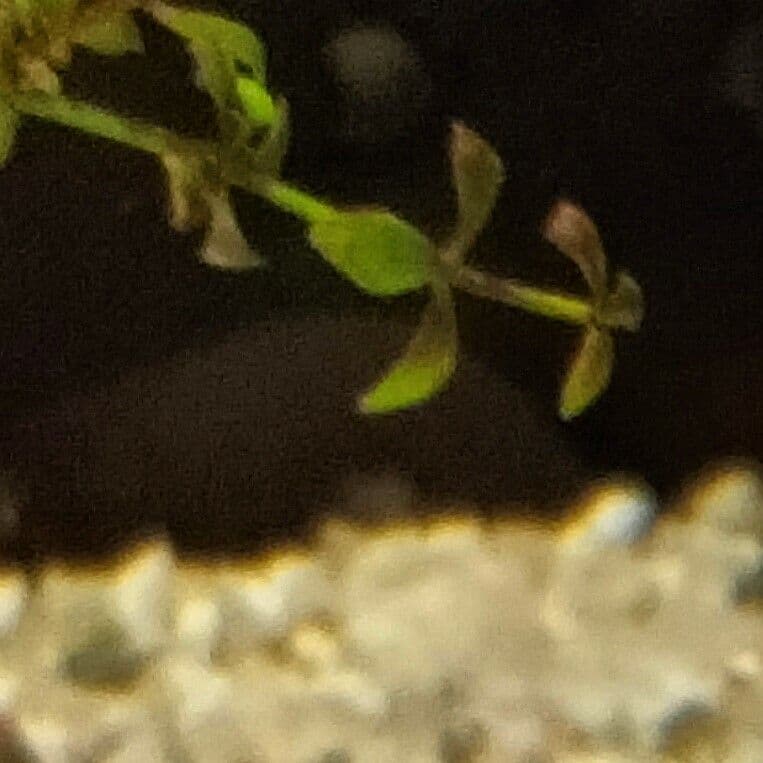 Micranthemum 3
