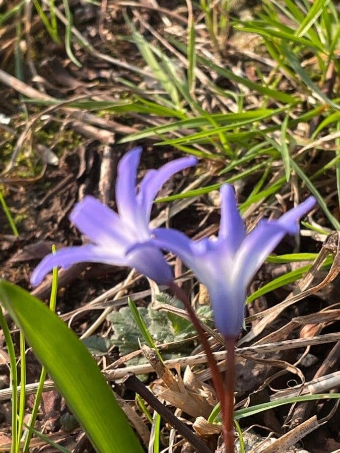 Scilla di Boissier 5