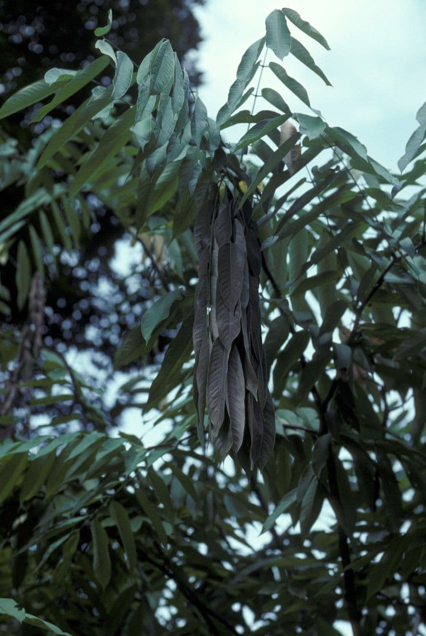 Amherstia 16
