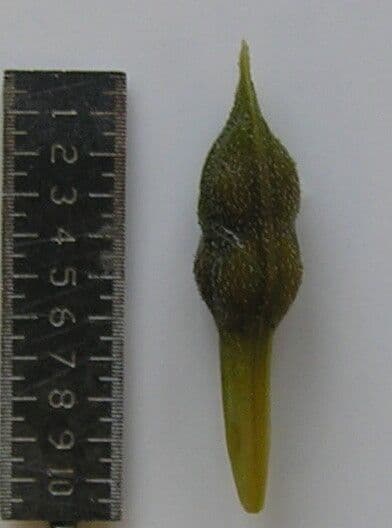 Dicliptera paniculata 16
