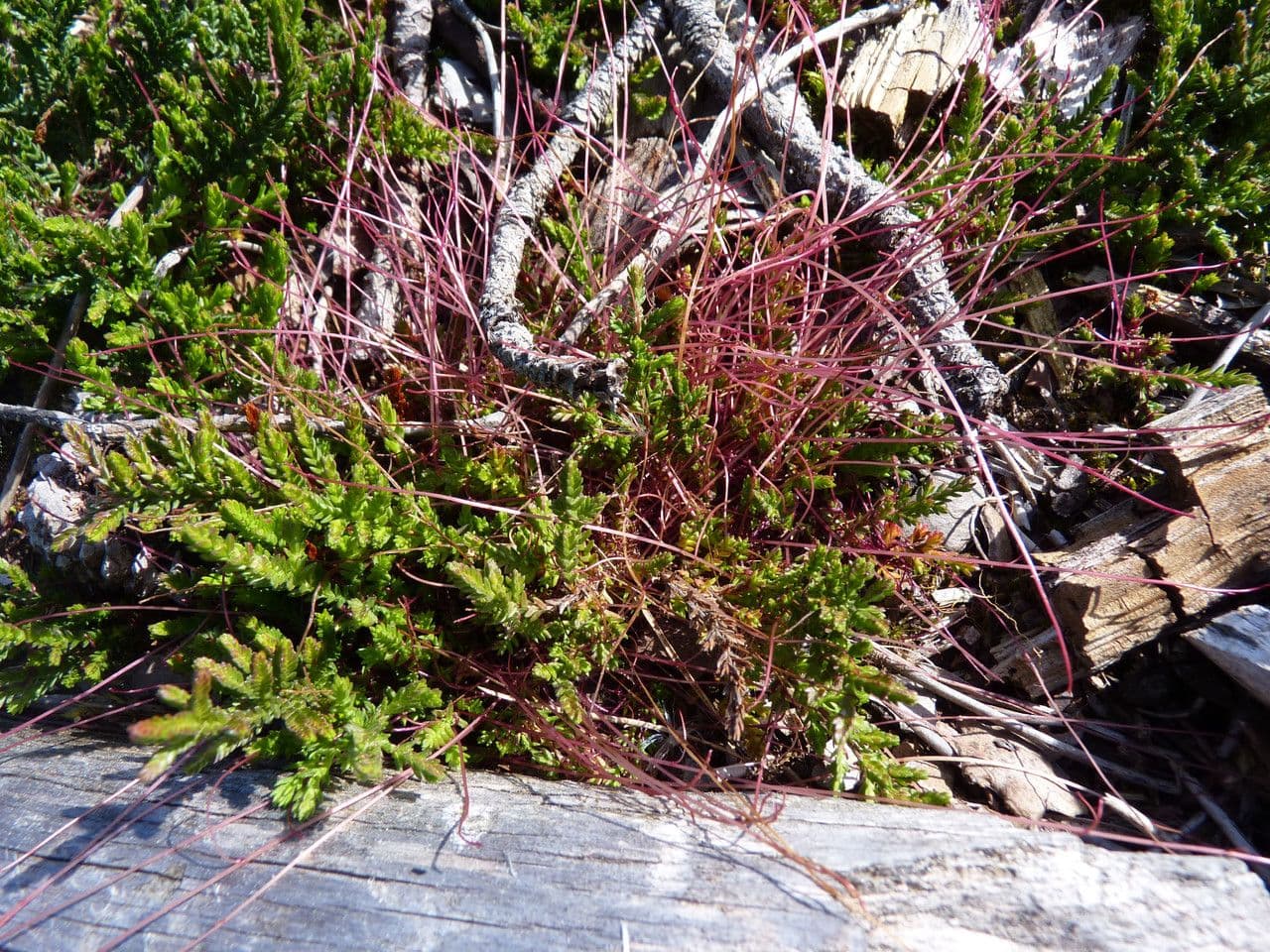 Cuscuta del timo 11