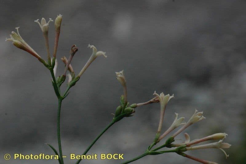 Asperula aristata 23