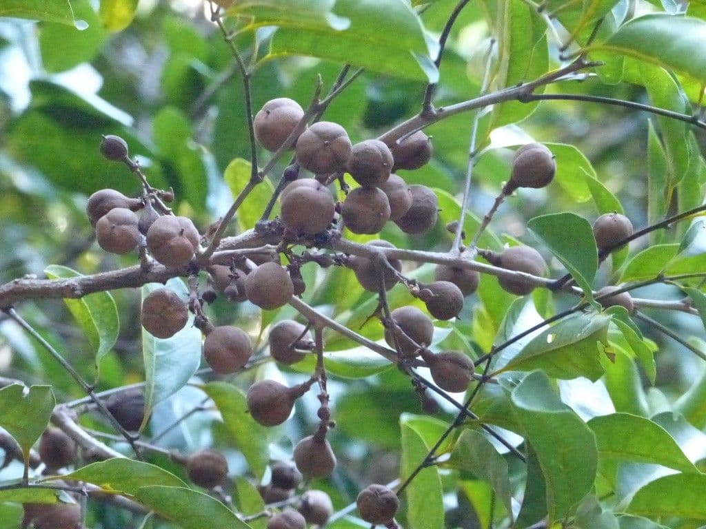 Cupaniopsis