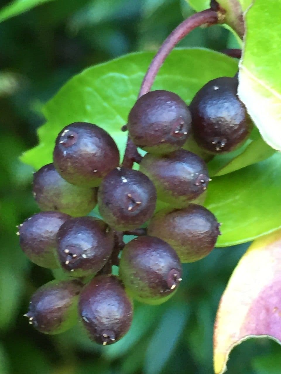 Griselinia 2