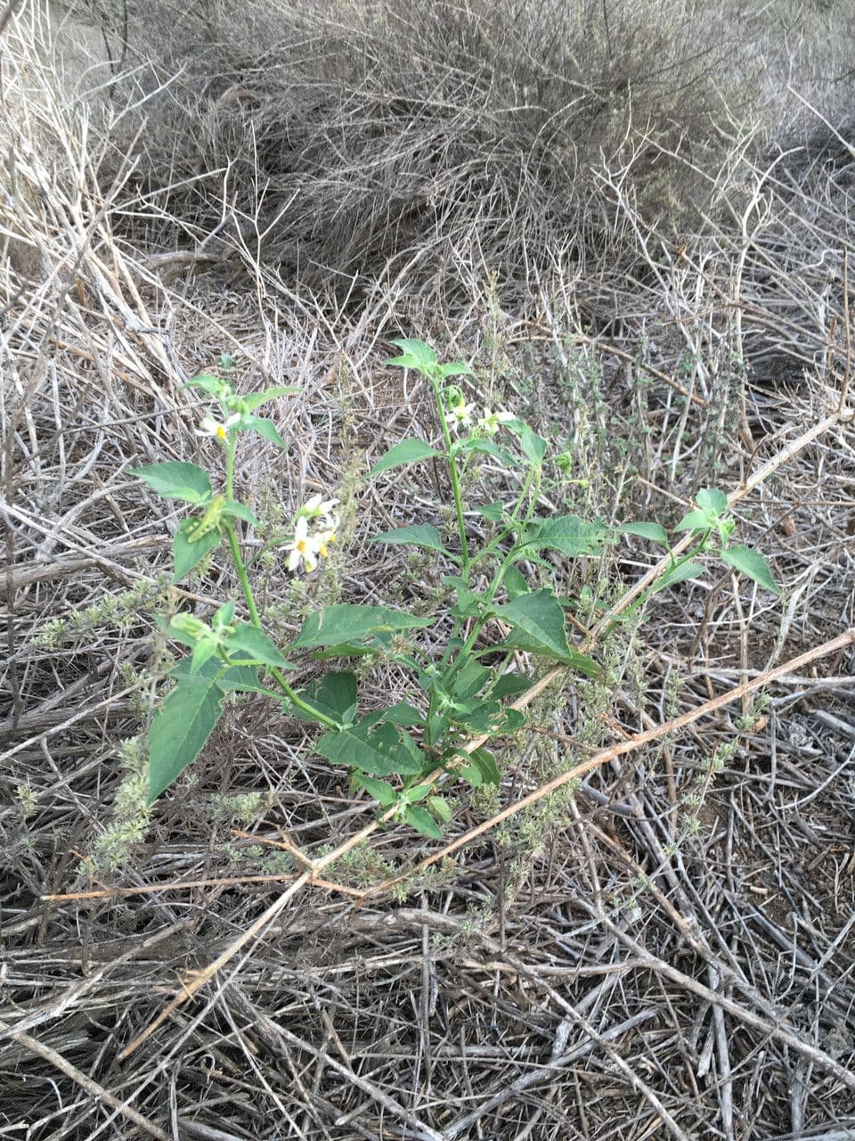 Solanum douglasii 11