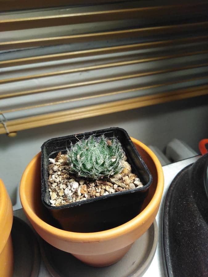 Haworthia 8