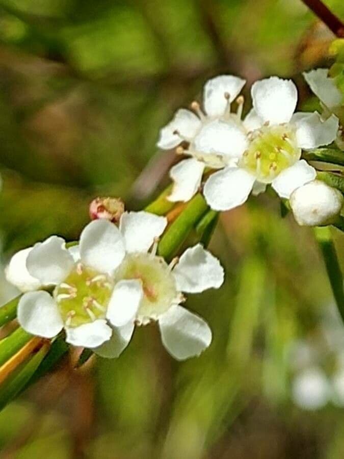 Baeckea linifolia 2