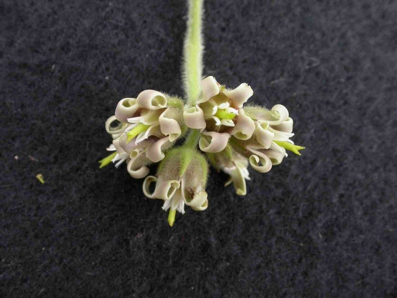 Oxypetalum 5