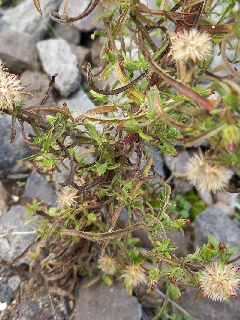 Inula fetida 23