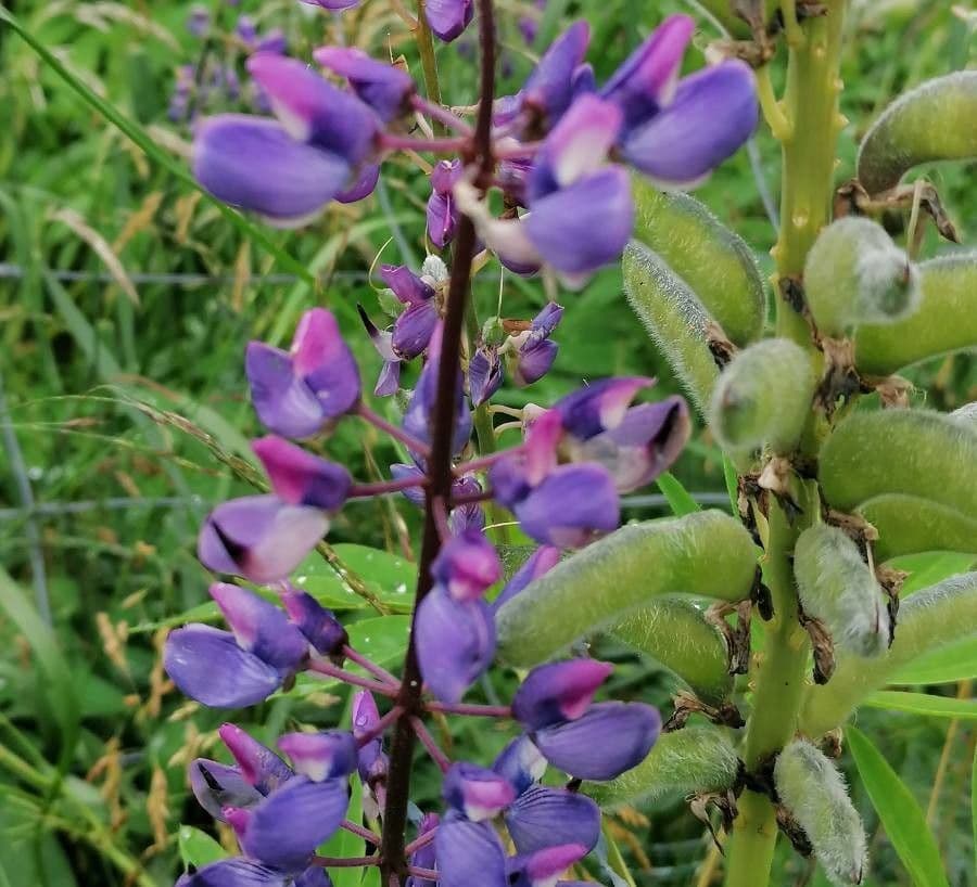 Stauden-Lupine 5