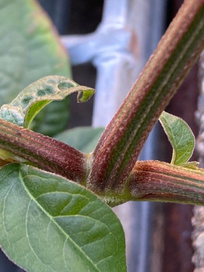Achyranthes bidentata 10