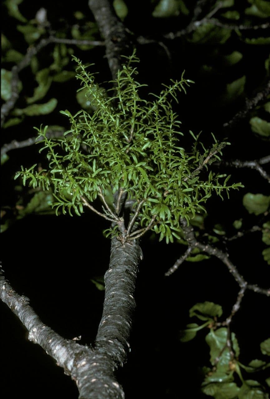 Misodendrum 2