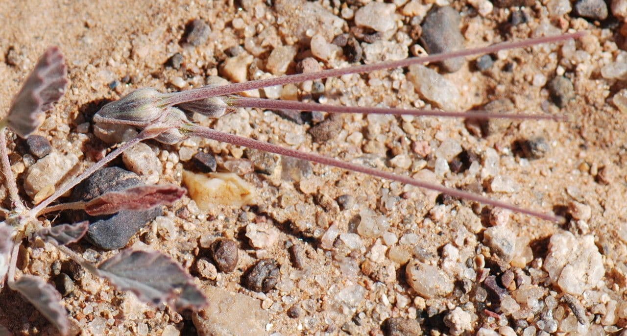 Monsonia 4
