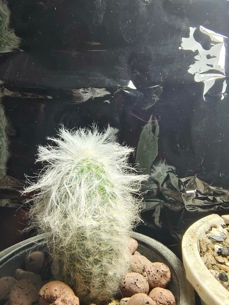 Espostoa 19