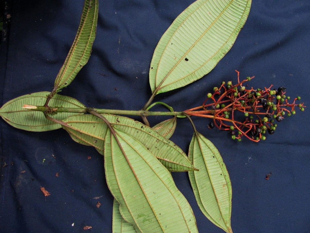 Miconia nutans 6