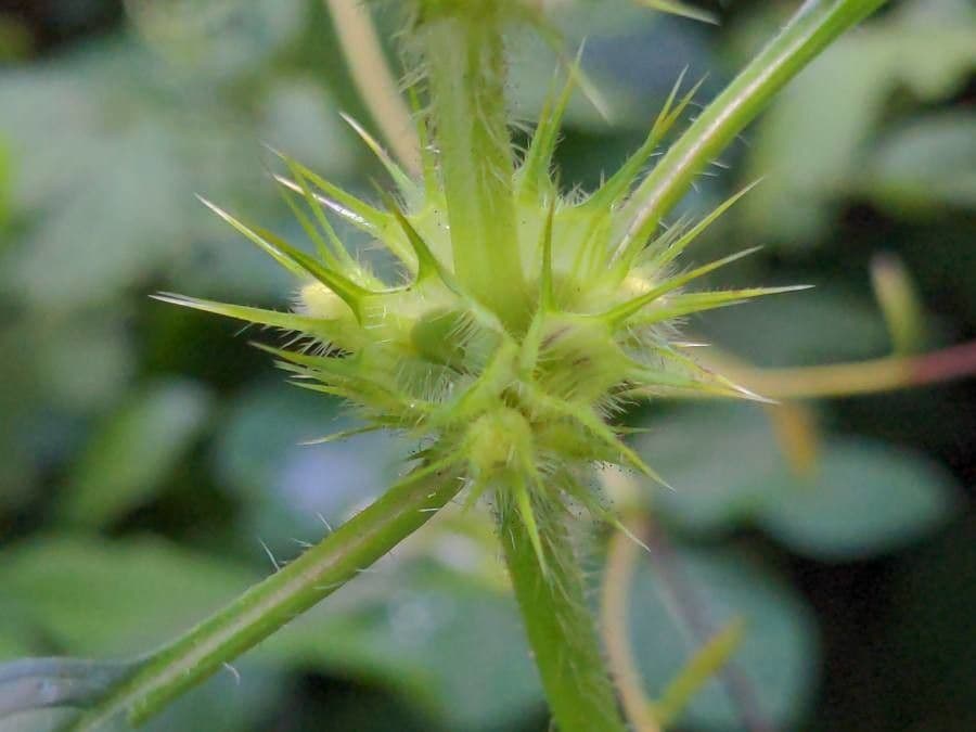 Canapa selvatica 30