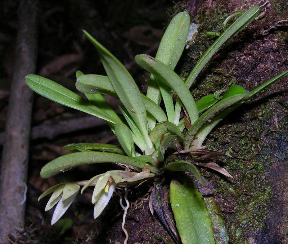 Maxillaria 5